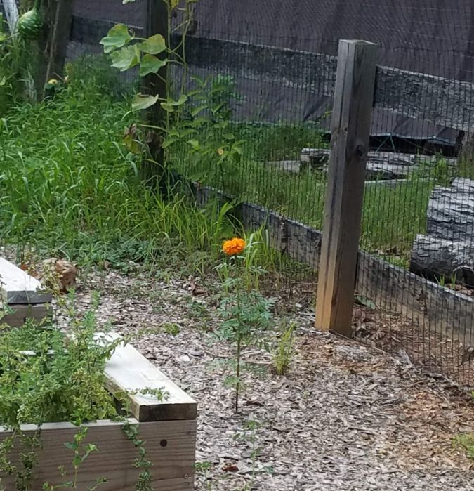 one marigold1 (2).2mp.jpg