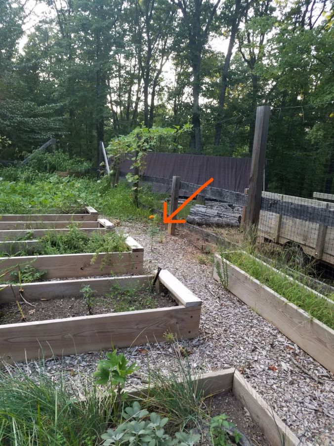 one marigold_LI.2mp.jpg