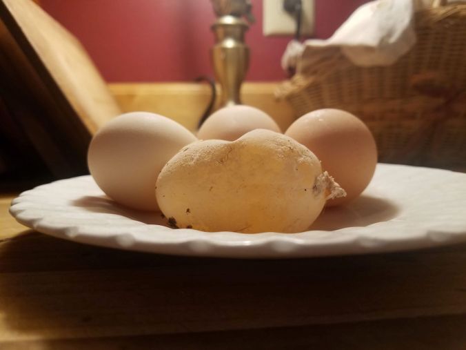 without a shell.2mp.jpg