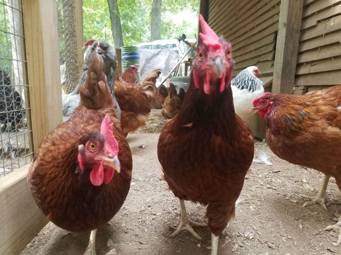 chickens2mp.jpg