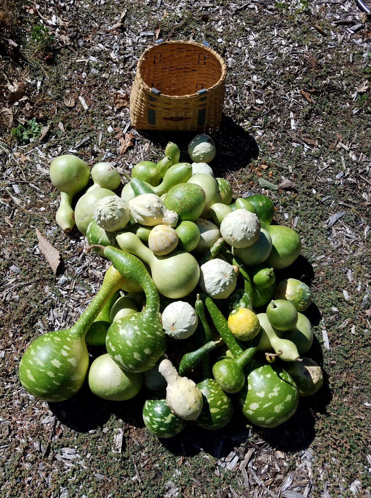 gourds2mp.jpg