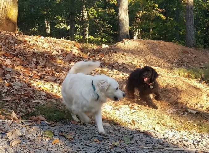 lola and maggie (2).jpg