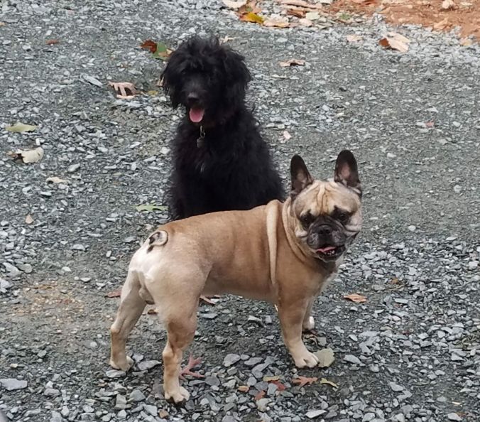 thor and maggie (2)2mp.jpg