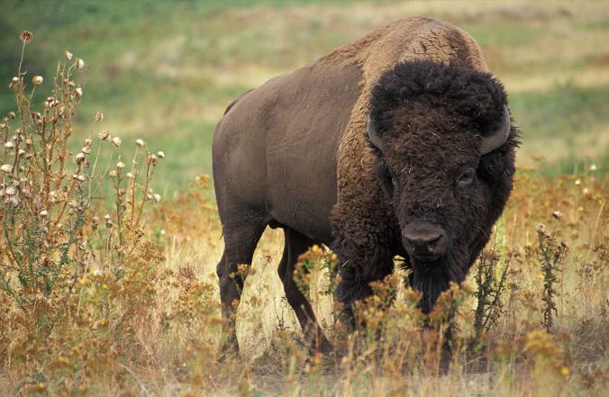 1200px-American_bison_k5680-1-1200x783.jpg